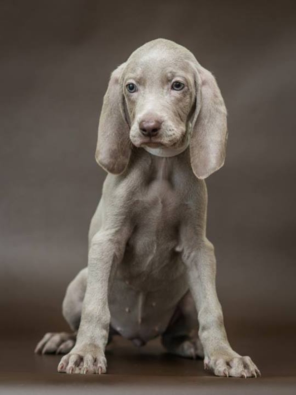 Продам щенков породы Веймаранер (нем. Weimaraner)