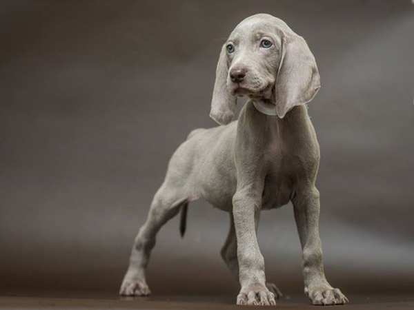 Продам щенков породы Веймаранер (нем. Weimaraner) 4