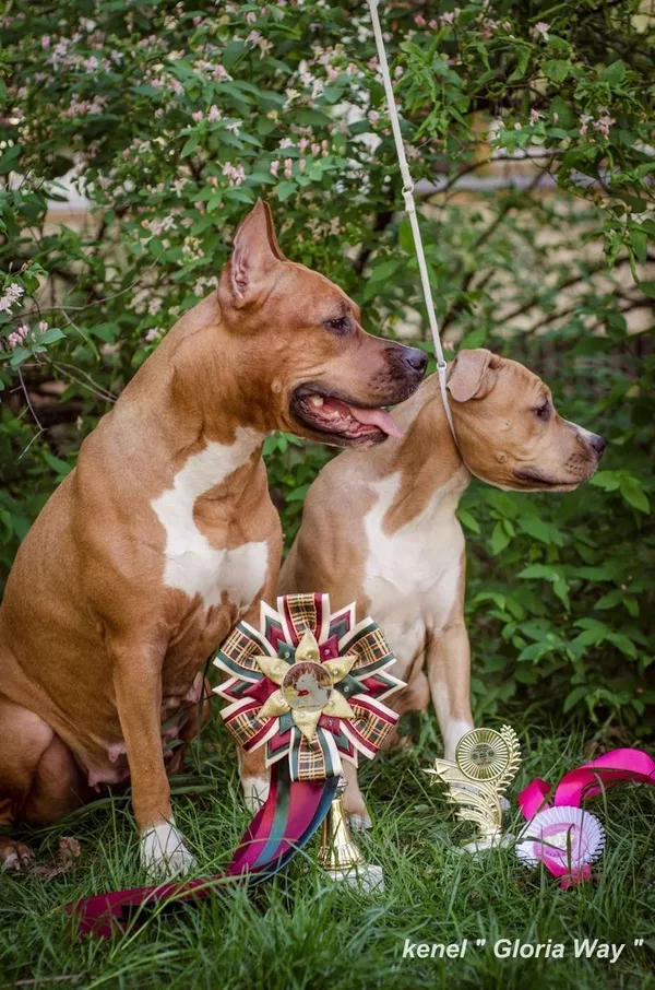 Амстафф с Питомника девочка 4