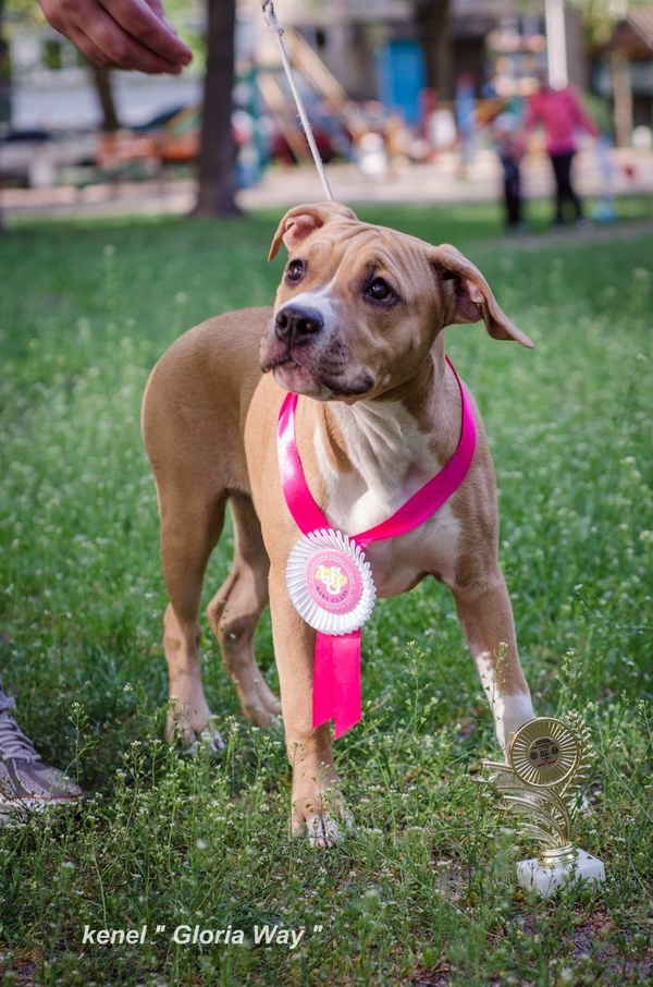 Ам.Стаф.Терьер девочка малышка  2