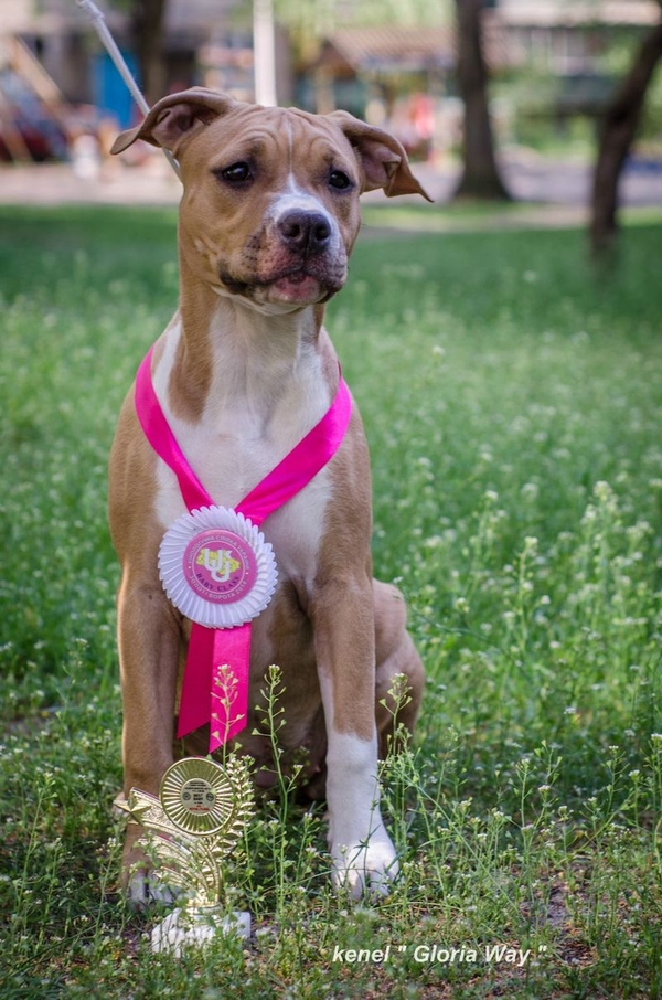 Ам.Стаф.Терьер девочка малышка  3