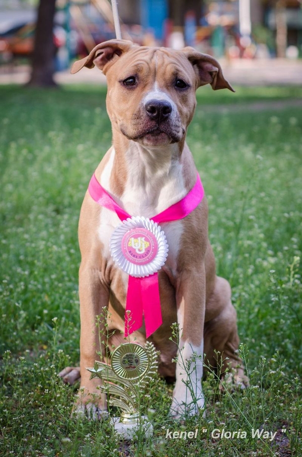 Ам.Стаф.Терьер девочка малышка  4