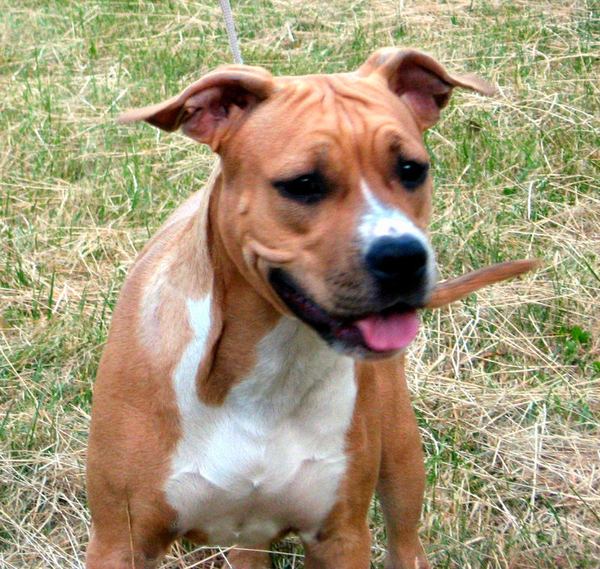 Уникальная девочка Шоу Класса Стафф с Киева 2