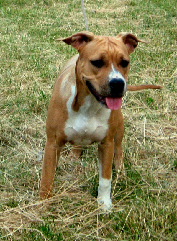 Уникальная девочка Шоу Класса Стафф с Киева 3