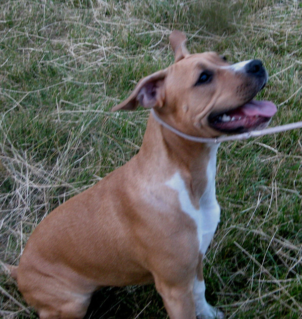 Уникальная девочка Шоу Класса Стафф с Киева 4