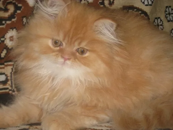 продам котят персов пушистые котята-игривые