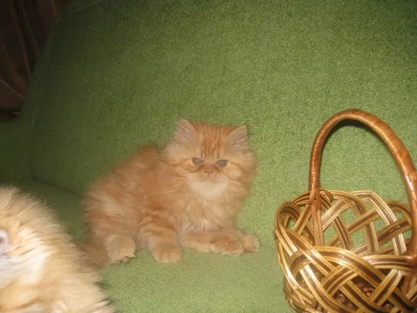 продам котят персов пушистые котята-игривые 2