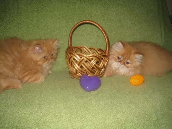 продам котят персов пушистые котята-игривые 3