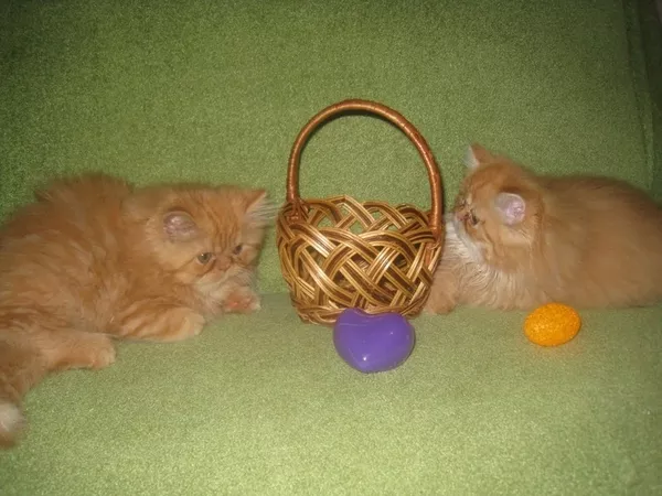 продам котят персов пушистые котята-игривые 4