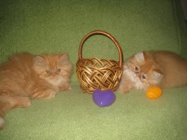 продам котят персов пушистые котята-игривые 5