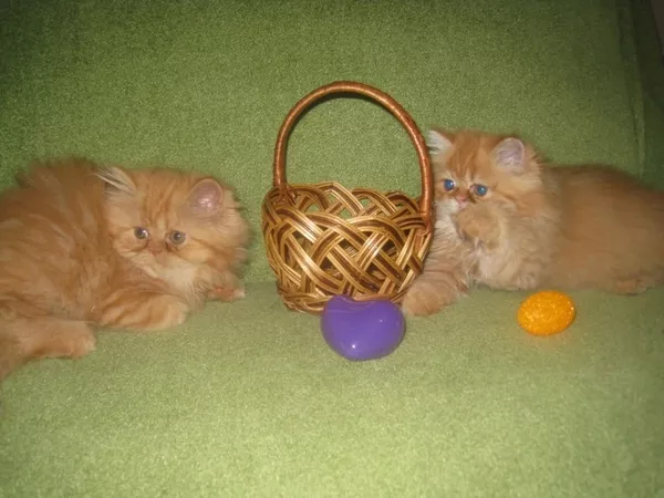 продам котят персов пушистые котята-игривые 6
