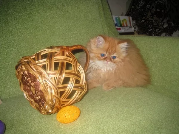 продам котят персов пушистые котята-игривые 7