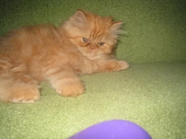 продам котят персов пушистые котята-игривые 10
