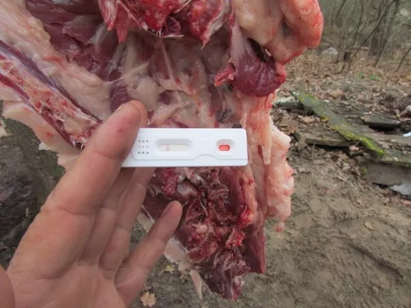 Экспресс тесты для выявления трихинеллёза бруцеллёза в полевых условия