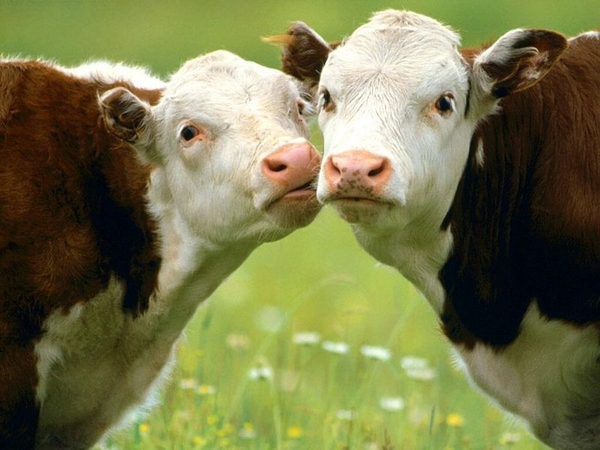 Продам молоко цельное,  коровье,  натуральное,  сырое,  жирность 3.6%-3.9%