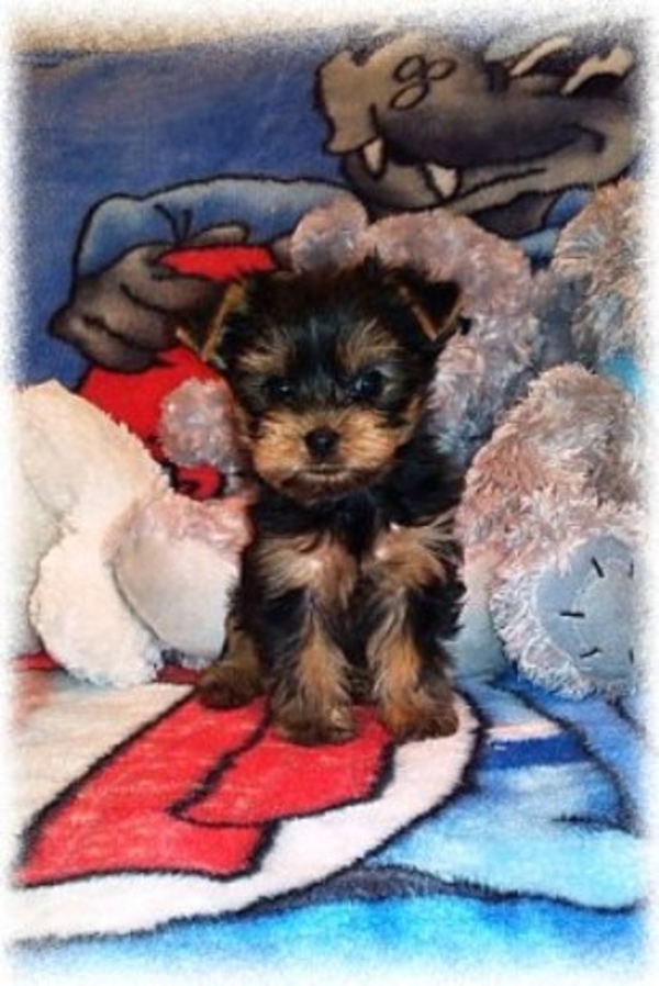 Йоркширский терьер щенки 4