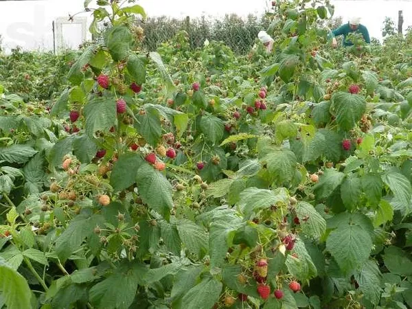 Продам саженци малини