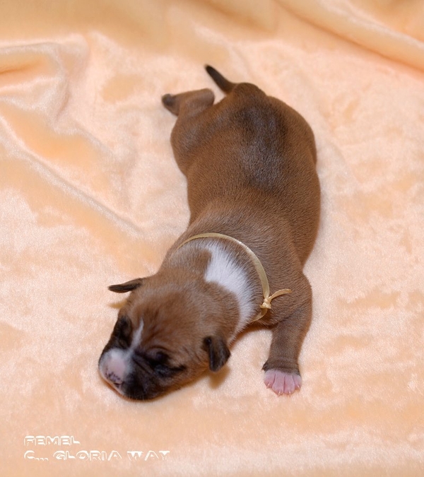 Стафики девочки Амстафф Терьер 3