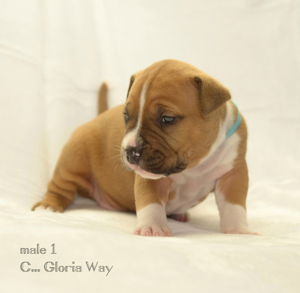 Щенки от юнного чемпиона европы амстафф