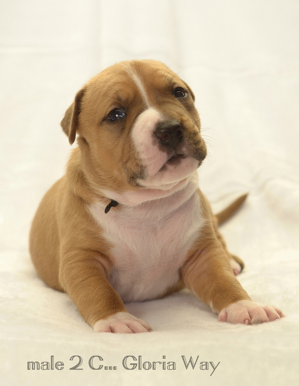 Щенки от юнного чемпиона европы амстафф 2