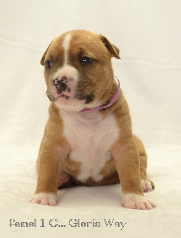 Щенки от юнного чемпиона европы амстафф 4