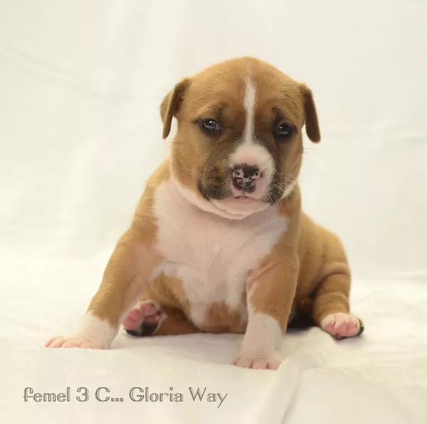 Щенки от юнного чемпиона европы амстафф 6