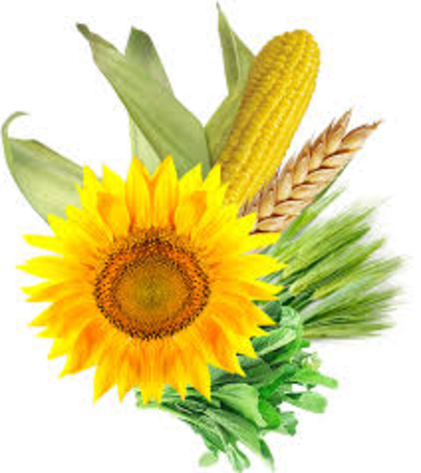 Закупаю ячмень, кукурузу, соя, рапс, подсолнечник, пшеницу