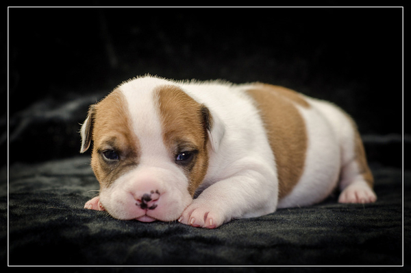 Щенки Амер Стафф Терьера 4