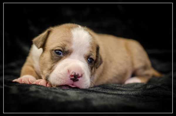 Щенки Амер Стафф Терьера 6