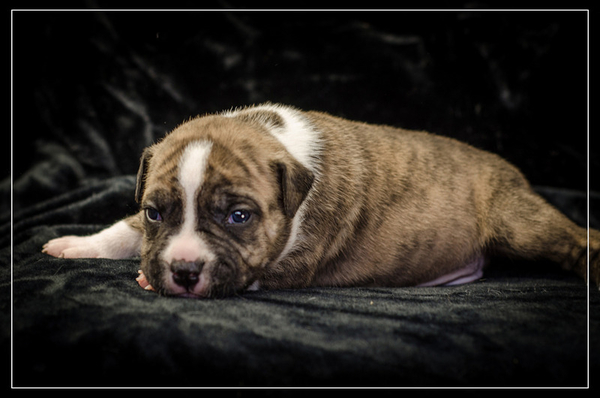 Щенки Амер Стафф Терьера 8