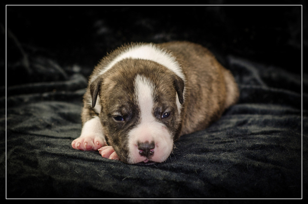 Щенки Амер Стафф Терьера 9