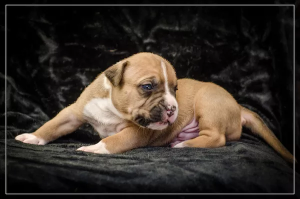 Щенки Амер Стафф Терьера 10