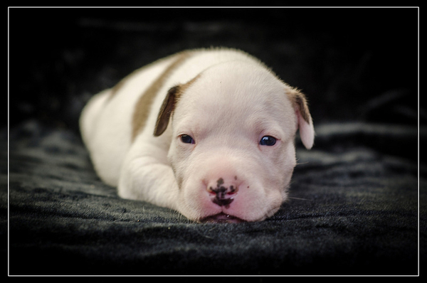 Роскошные щенки Ам.Стафф.Терьера КСУ.  8