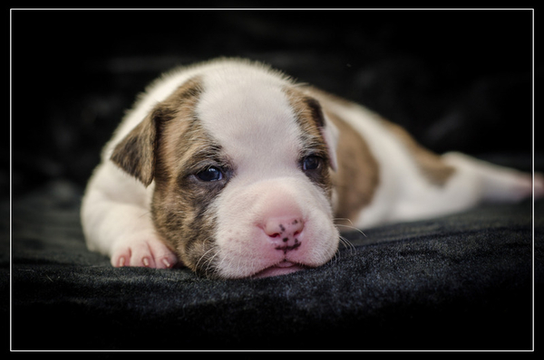 Роскошные щенки Ам.Стафф.Терьера КСУ.  7