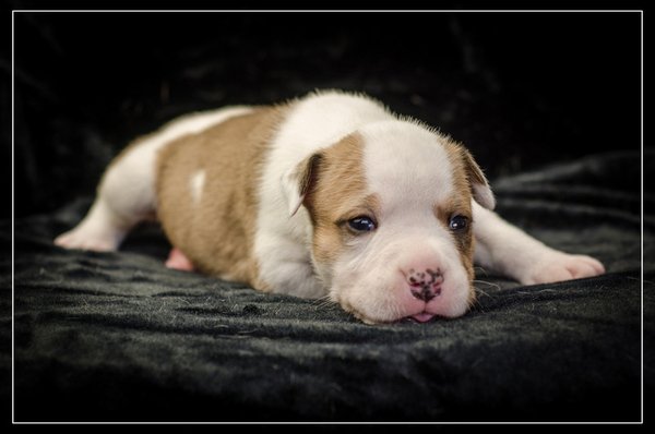 Роскошные щенки Ам.Стафф.Терьера КСУ.  4