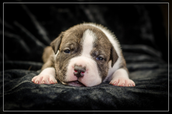 Роскошные щенки Ам.Стафф.Терьера КСУ.  2