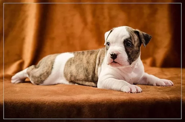 щенки Ам.Стафф.Терьера КСУ.