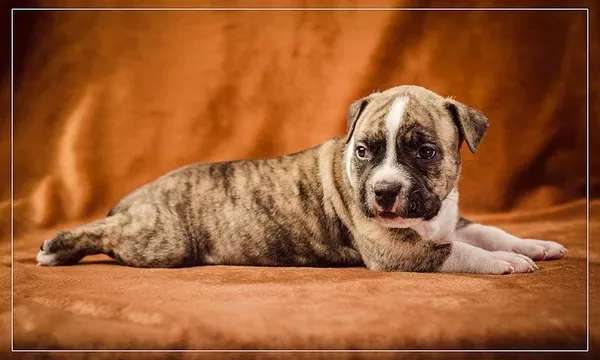 щенки Ам.Стафф.Терьера КСУ. 2