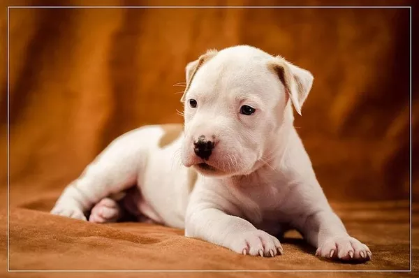 Предлагаю щенков АСТ сафф терьер 3