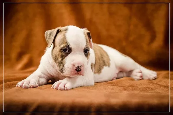 Предлагаю щенков АСТ сафф терьер 5