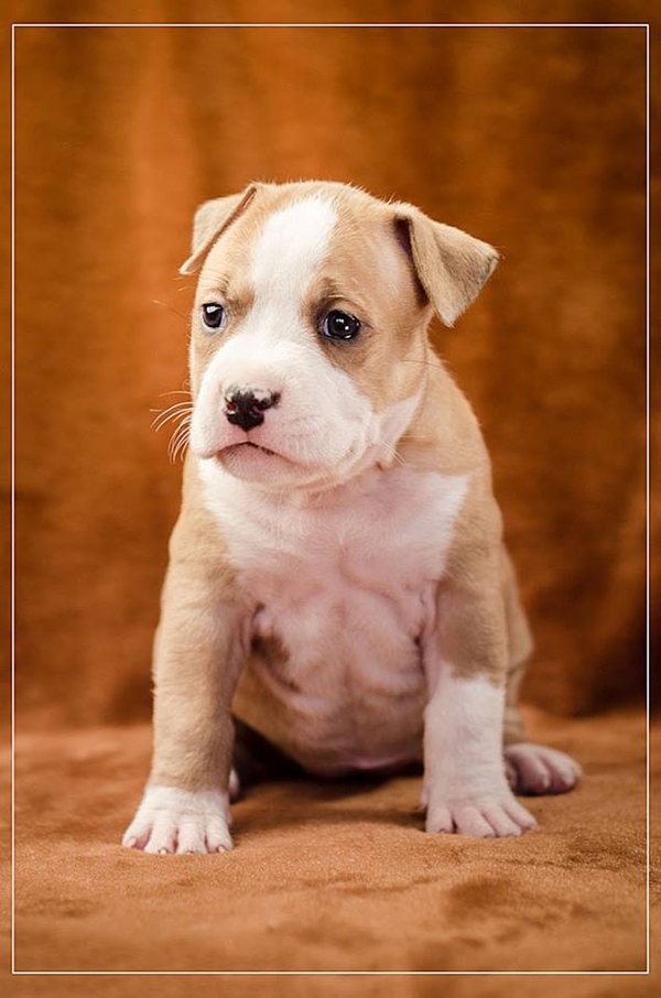 Предлагаю щенков АСТ сафф терьер 6