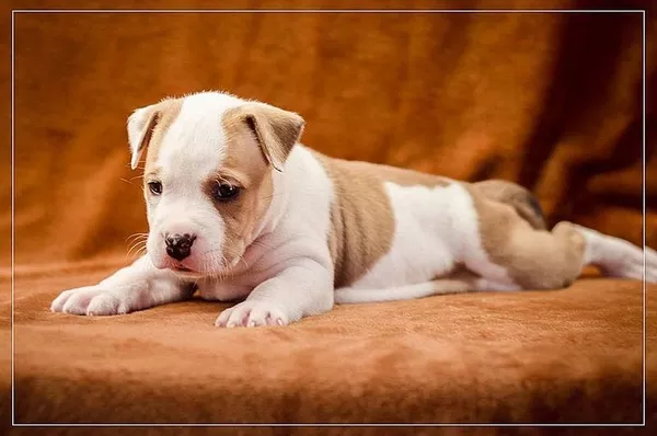 Предлагаю щенков АСТ сафф терьер 9