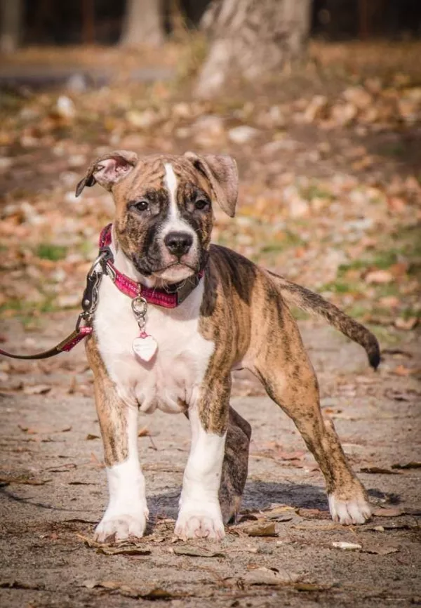 Генетически чистые от атаксии. амстафф 2