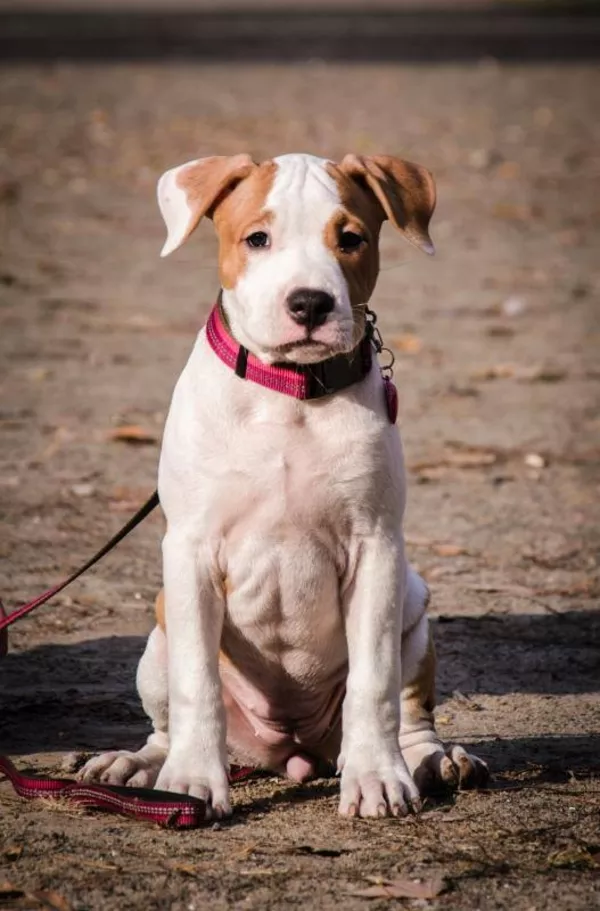 Генетически чистые от атаксии. амстафф 4