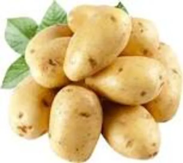 Картофель оптом от фермерских хозяйств