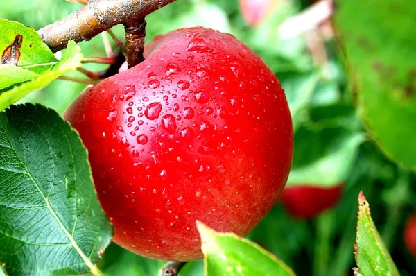 Польское яблоко от производителя оптом и в розницу.