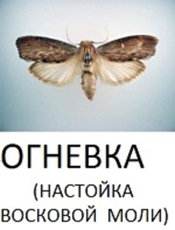 огневка