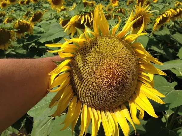 Продам семена подсолнечника от
