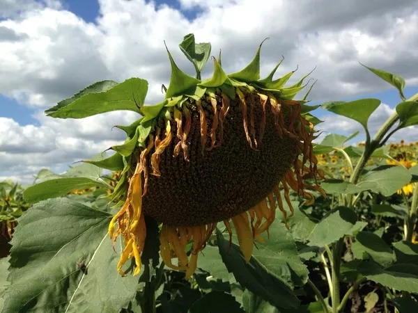 Продам семена подсолнечника от