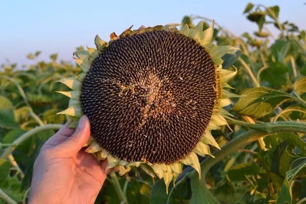 Продам насіння соняшника Серджио ШТ